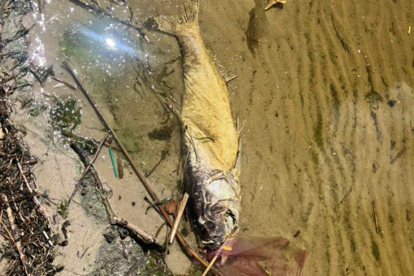 На березі водойми у Черкасах виявили мертву рибу: Що відомо