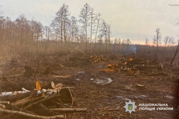 На Черкащині підозрюють підприємця, який без дозволів вирубав понад 300 дерев на 4 млн грн