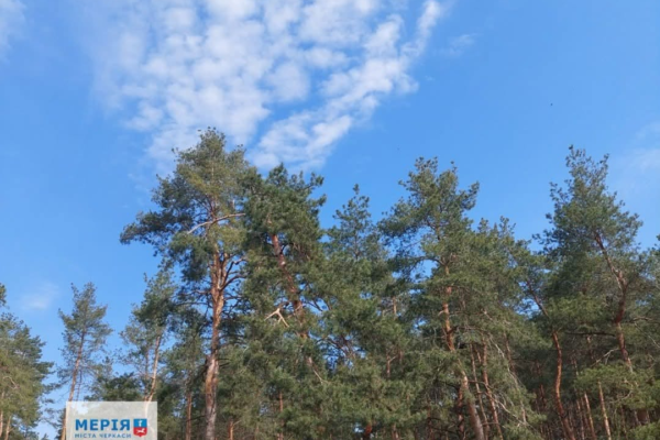 У КП «Дирекція парків» відреагували на скандал із туалетом у Сосновому бору: Працівницю звільнили