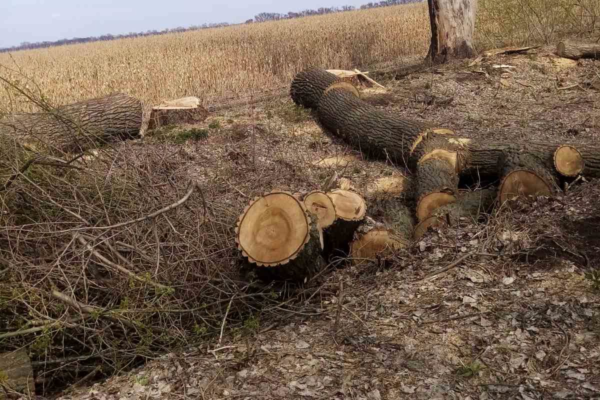 На Уманщині незаконно зрубали дерев на понад 1 млн грн