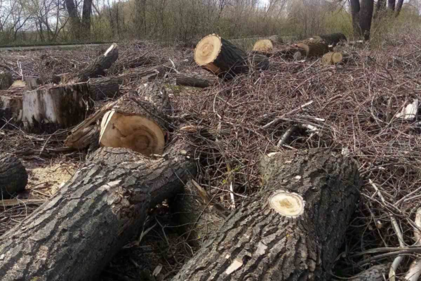 На Черкащині суд зобов’язав сільраду сплатити майже 670 тис. грн за вирубку дерев