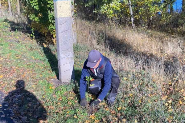 Близько 200 кущів гібіскусу висадять у парку на набережній Канева